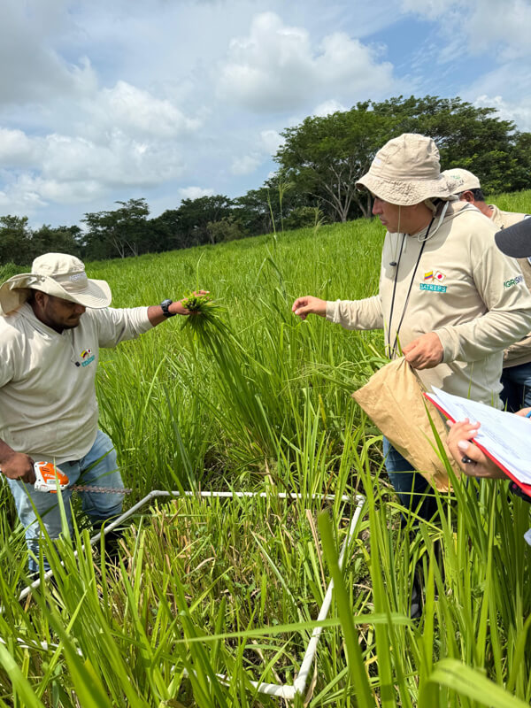 Aforo de pasturas